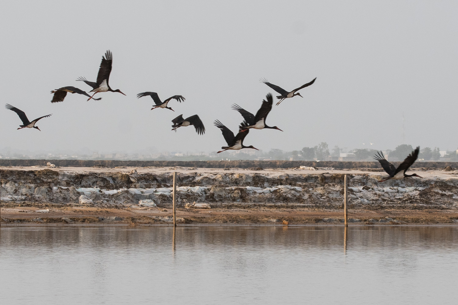 Cigognes noires (Black Stork, Ciconia Nigra), envol devant la zone de production de sel de la ville de Kaolack, Sénégal.